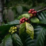 گرمایش زمین منجر به گرانی کاکائو و قهوه می شود
