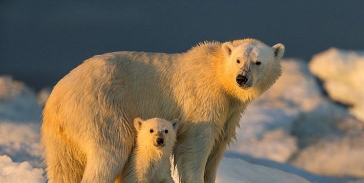 نابودی خرس‌های قطبی با تغییرات اقلیمی+ فیلم